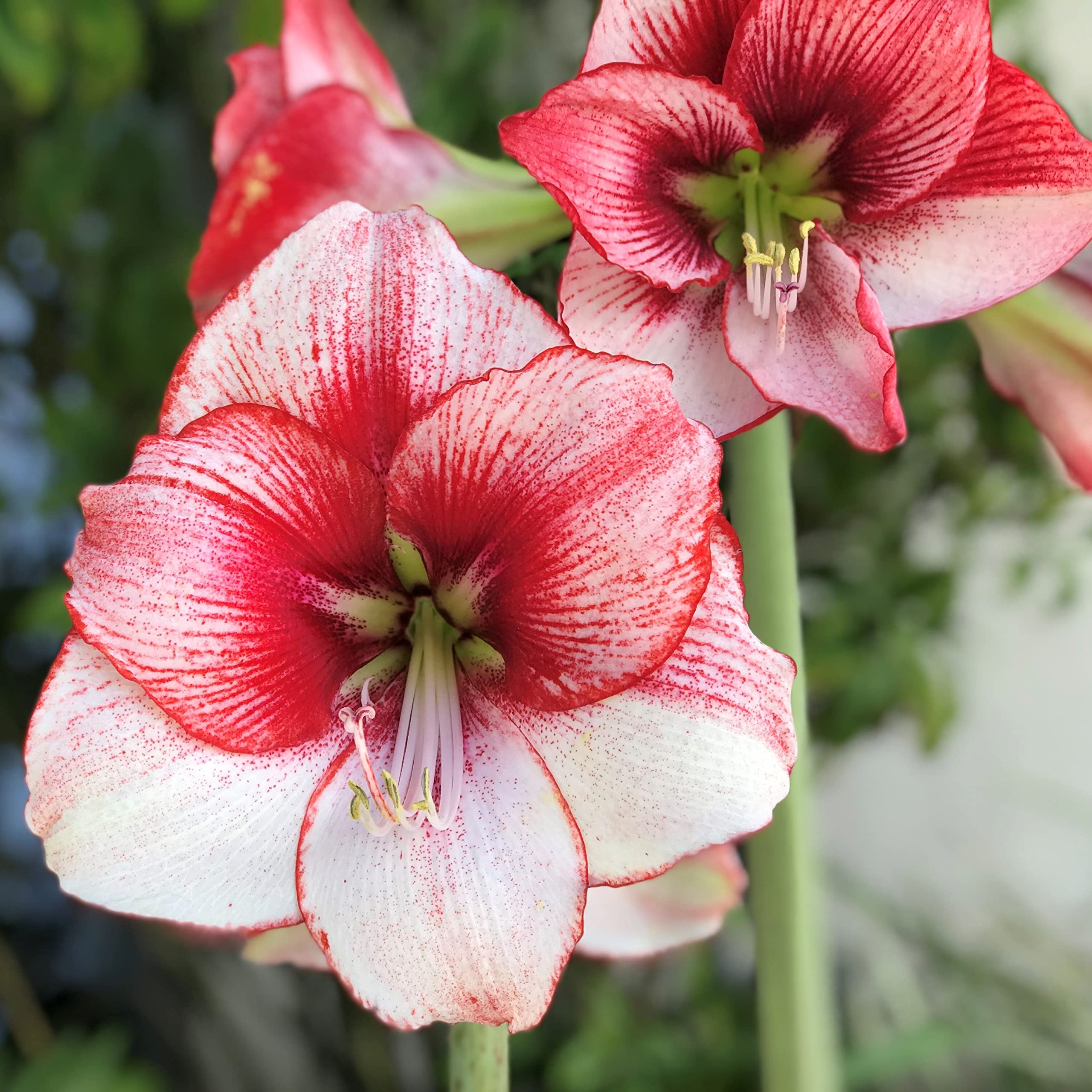 Amaryllis Lily Flower Bulbs Large Size for Home Garden Pack of 5 Bulbs By Zabbus (B0BT414K9T) Amazon Price History, Amazon Price Tracker