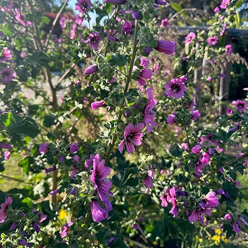 Miniatura 10 de Semillas de cardo Southern Globe  Paquete de 50 unidades, orgánicas certificadas, sin OMG, polinizadas abiertas, sin tratar semillas de flores y