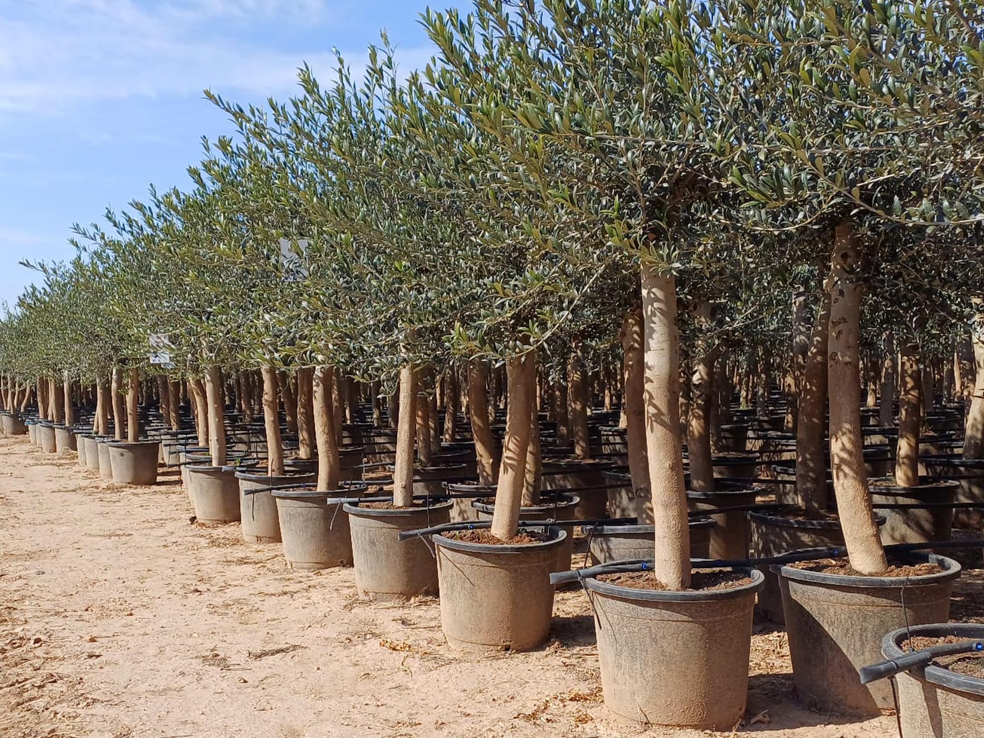 Olivenbaum Olive Olea Lechin