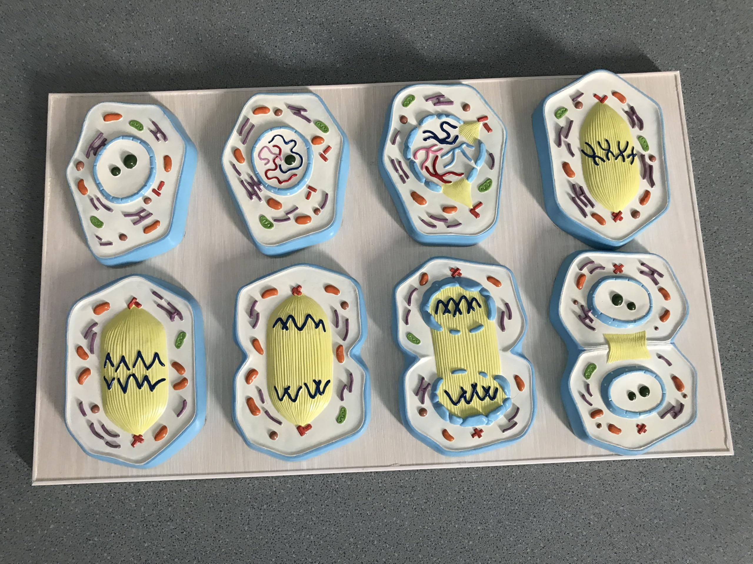 mitosis and meiosis model