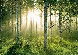 Washington 150 in. x 108 in. Birch Glory Wall Mural