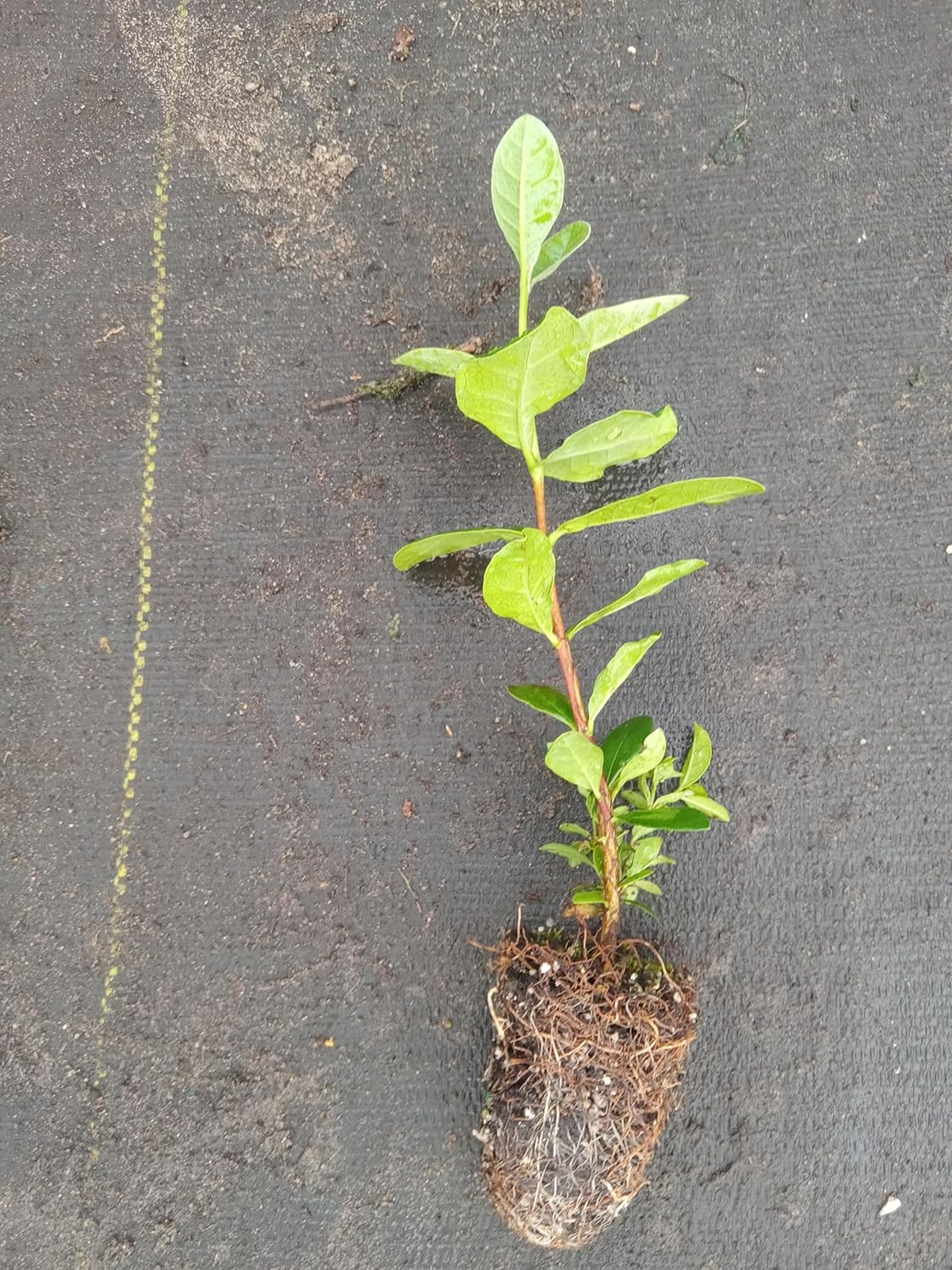 Live Pineapple Guava Plant – 4-6 Inches Tall – Exotic Fruit Tree with Fragrant Flowers & Sweet Tropical Fruit – Thrives in Gardens & Containers - Feijoa Sellowiana - Edible Fruit and Flowering Foliage