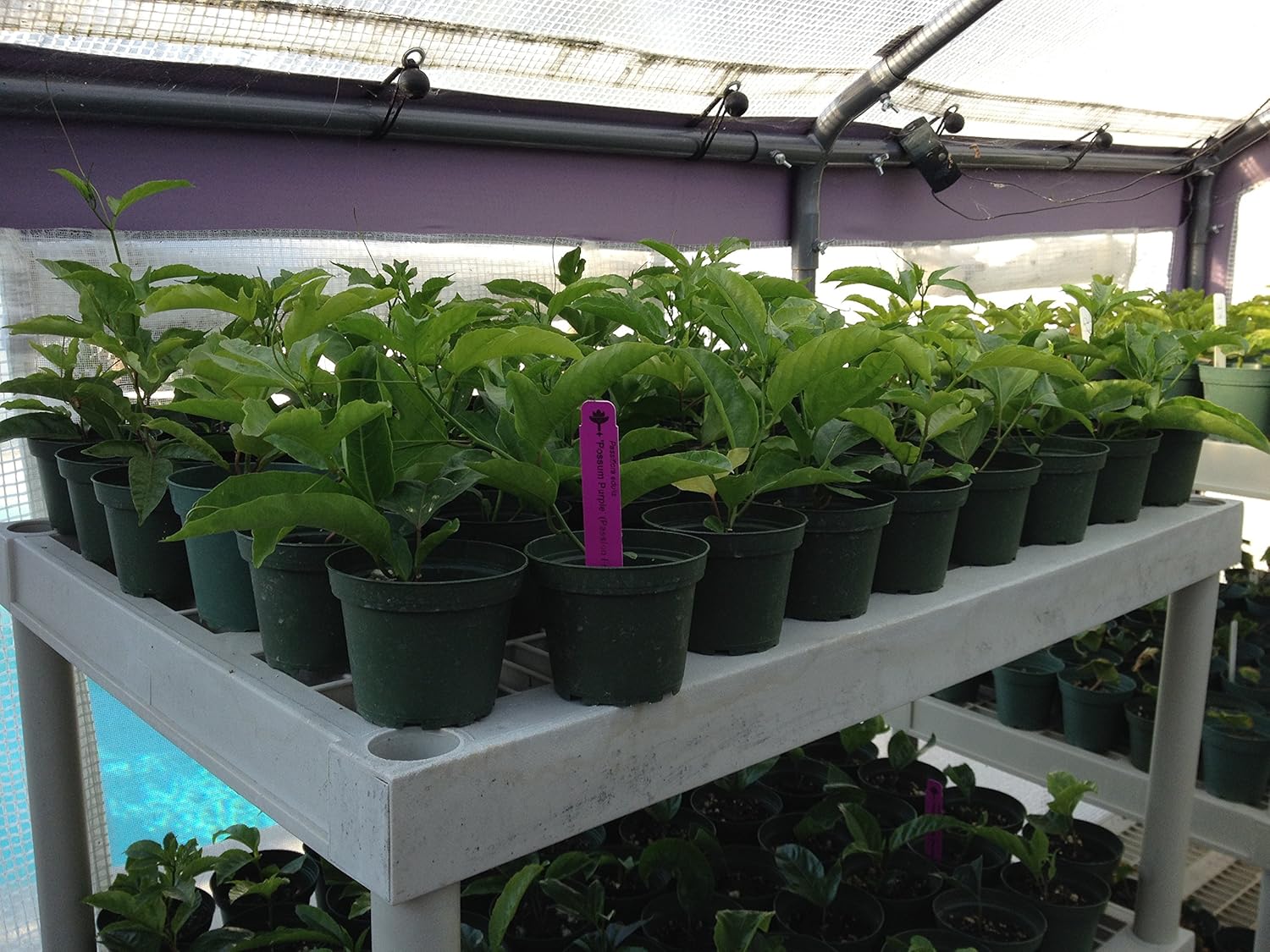 Edible Passion Fruit Vine - Passiflora Purple Possum Passion Fruit - Plant