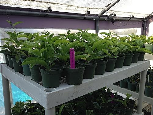 Vid comestible de maracuyá - Passiflora Purple Possum Maracuyá - Planta