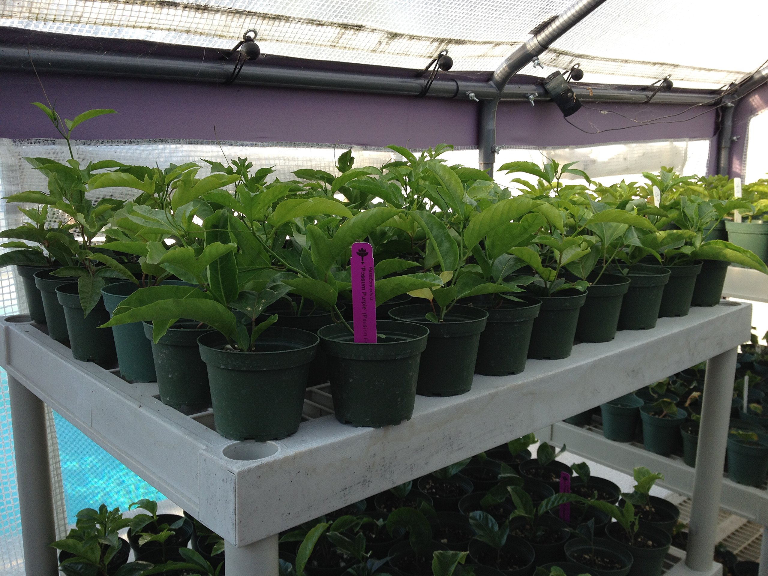 Natures Garden Nursery Passiflora