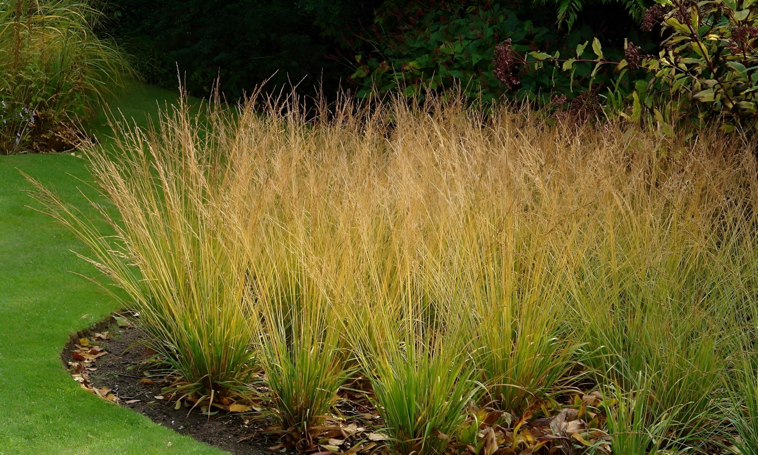 Stauden Gänge 10 x Molinia caerulea 'Moorhexe' Kleines Pfeifengras