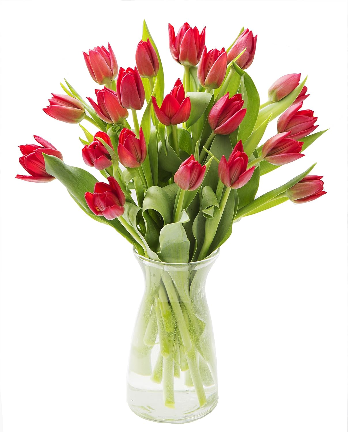 KaBloom Flowers - Mother's Day Collection - 20 Red Tulips Farm-Fresh From Holland with Vase. Gift for Birthday, Sympathy, Anniversary, Get Well, Thank You, Valentine, Mother’s Day Fresh Flowers