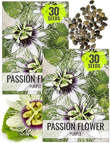 Miniatura 9 de Seed Needs, Royal Blue Semillas de flor de la pasión – 100 semillas tradicionales para plantar passiflora caerulea – vid tropical polinizada abierta