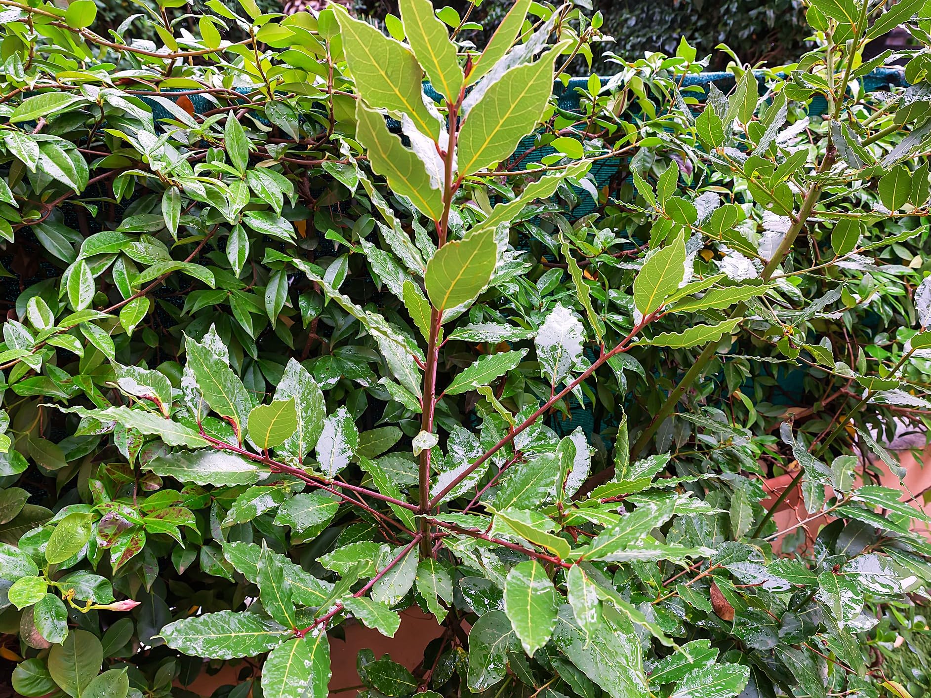 Greenwood Nursery Bay Laurel