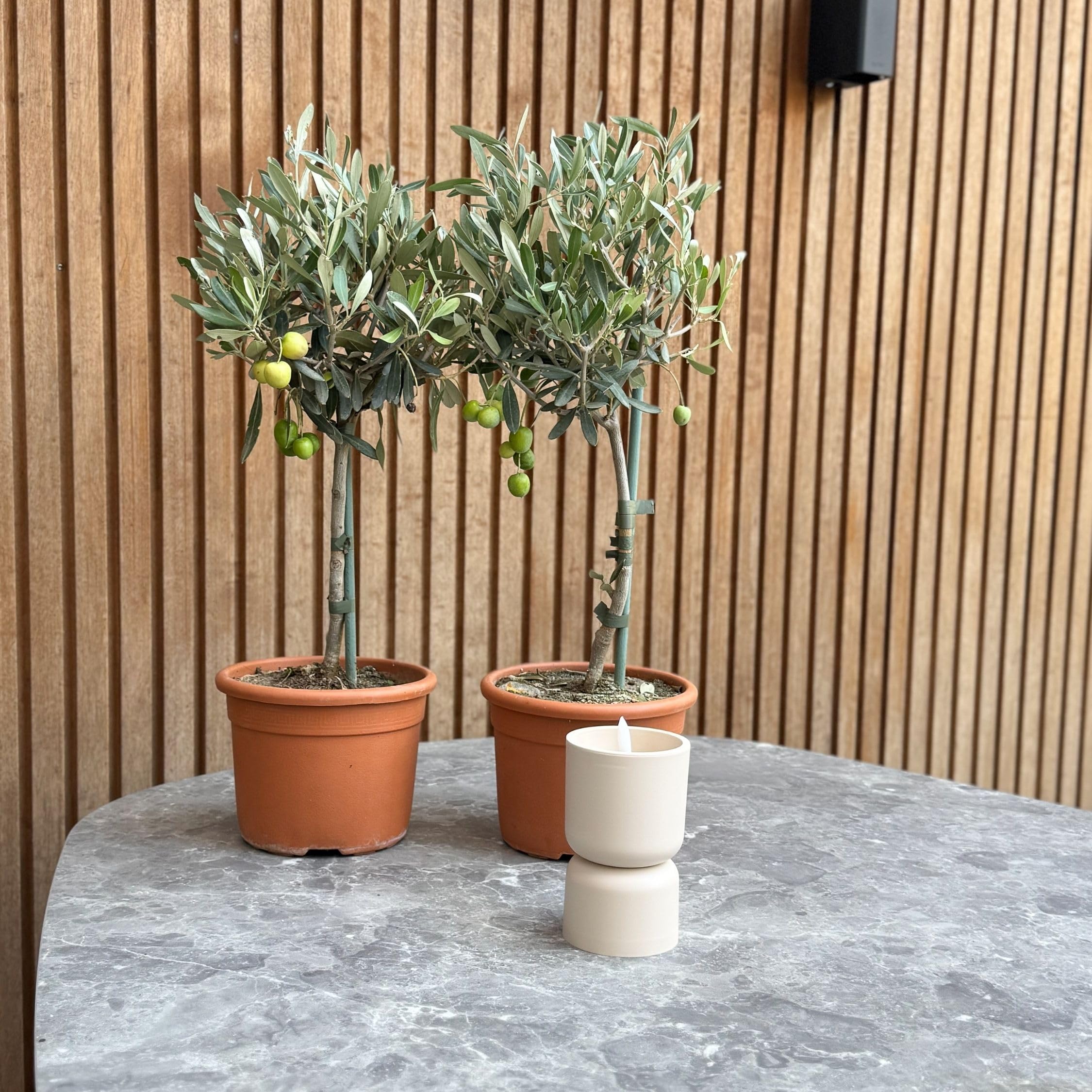 Olea Europaea | Olijfboom 30cm kopen