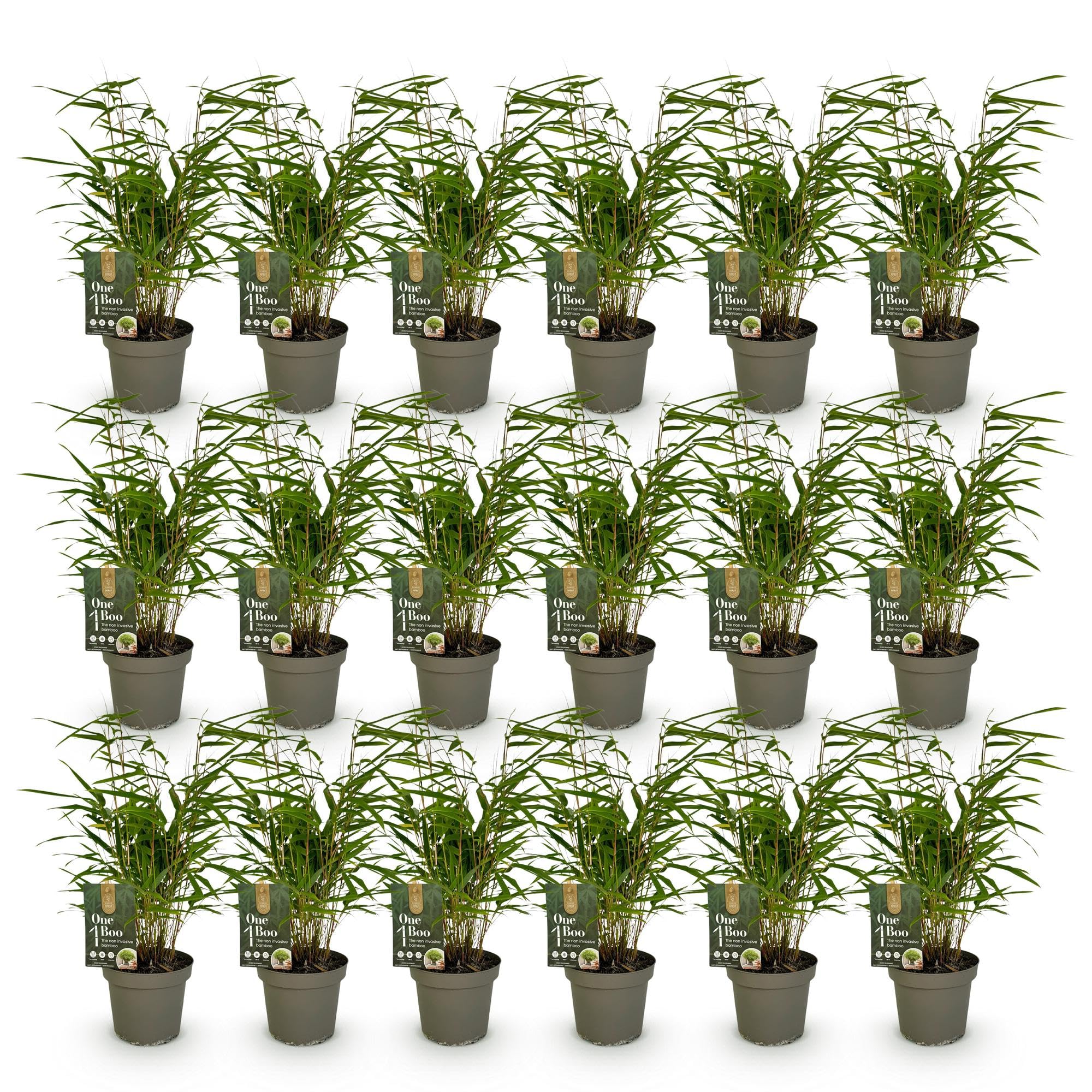 Green boutiQ - Bambou - Fargesia Rufa - Persistant - Non envahissant - Vert - 18 Plantes - Pot 14cm - Hauteur 35cm