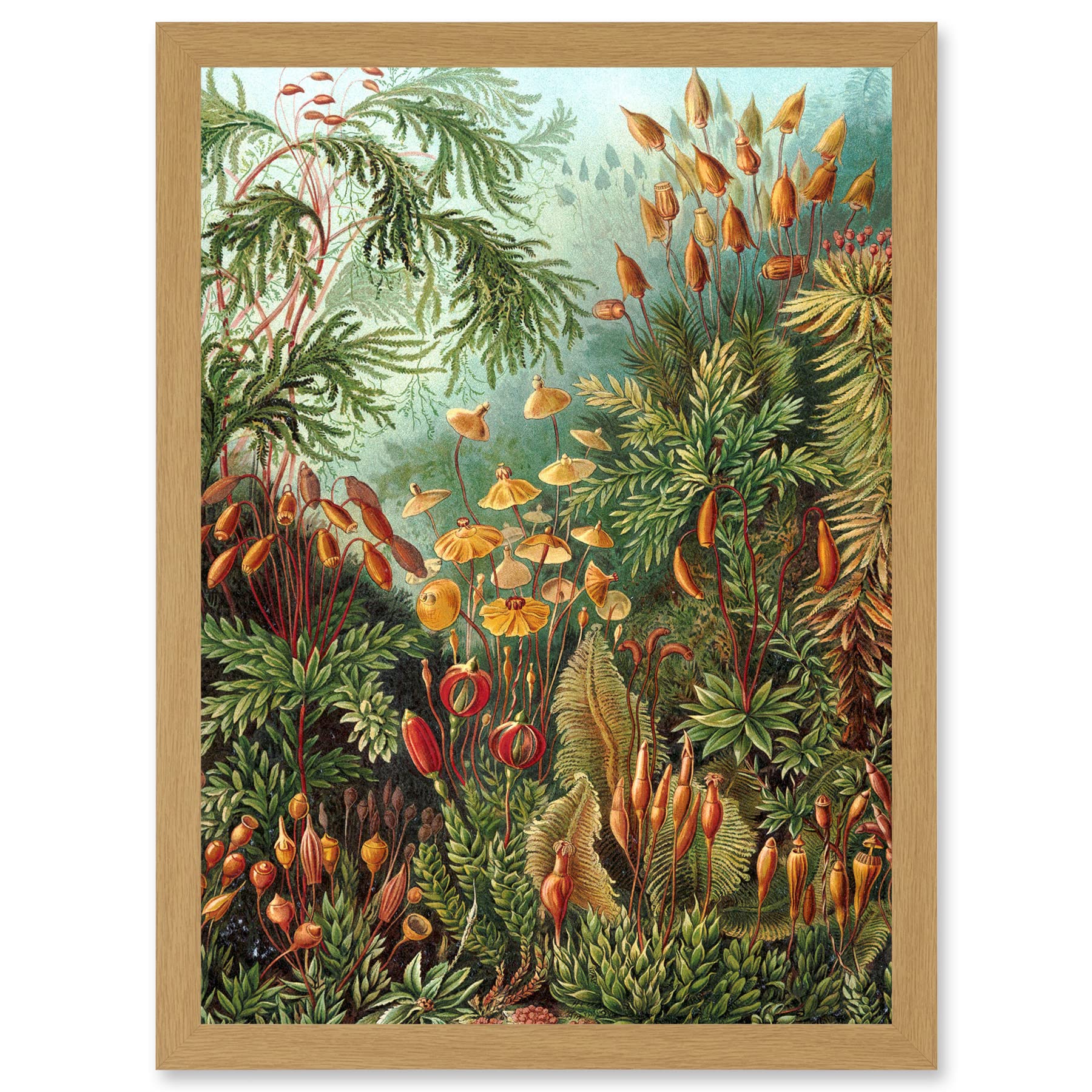 Artery8 Nature Art Ernst Haeckel Sea Plant Biology Botanical Vintage A4 Artwork Framed Wall Art Print