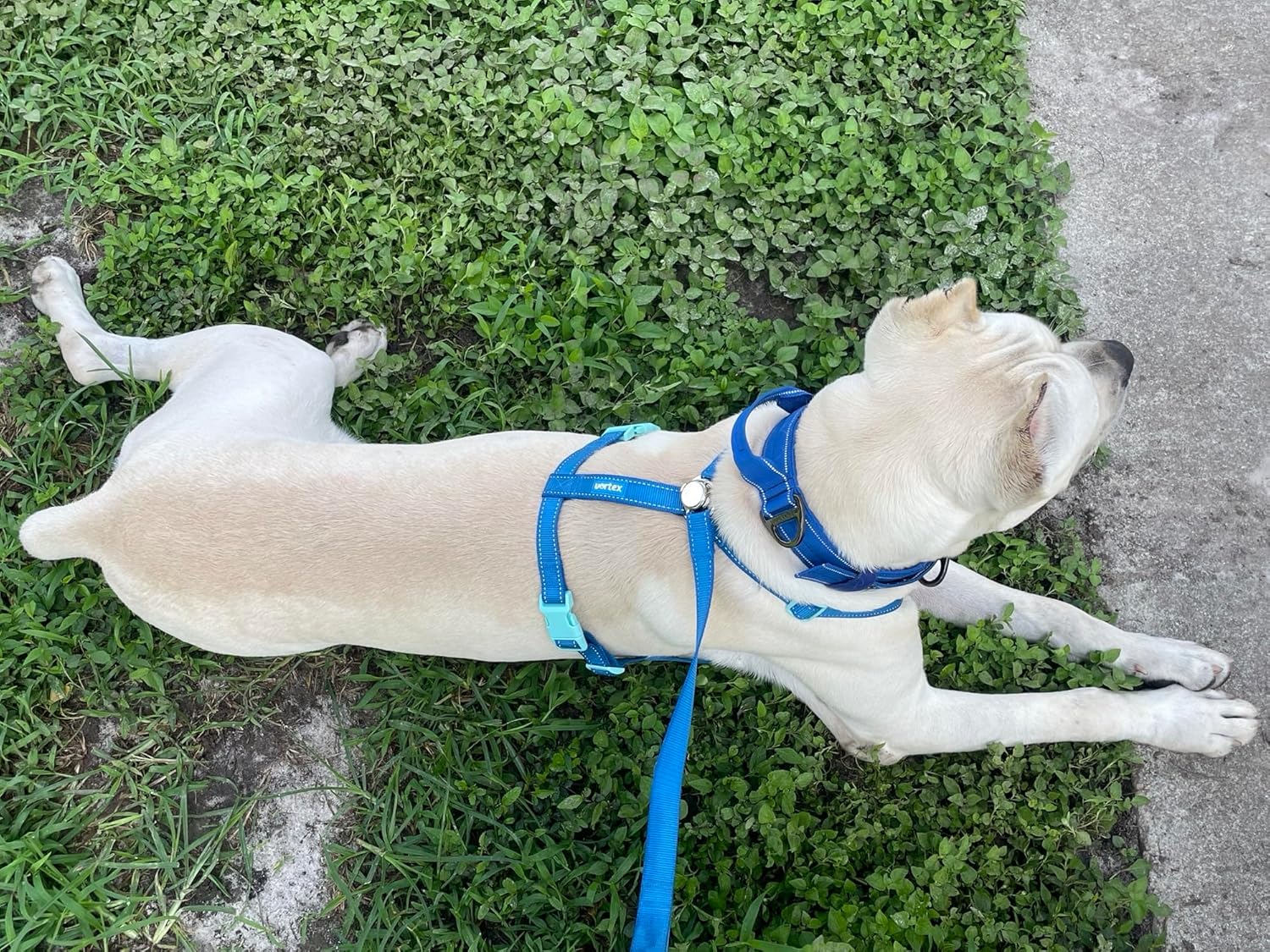 Dog Harness and Leash Combo Set, Magnetic Connection, Ergonomic Design (Bahama Blue, Large)