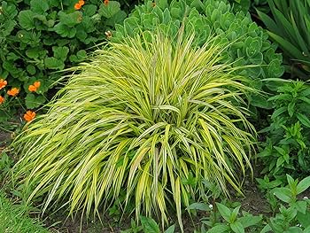 No.28 斑入り風知草の鉢抜き 楽天市場】山野草 斑入り風知草の鉢植え盆栽（特大） : 山野草と