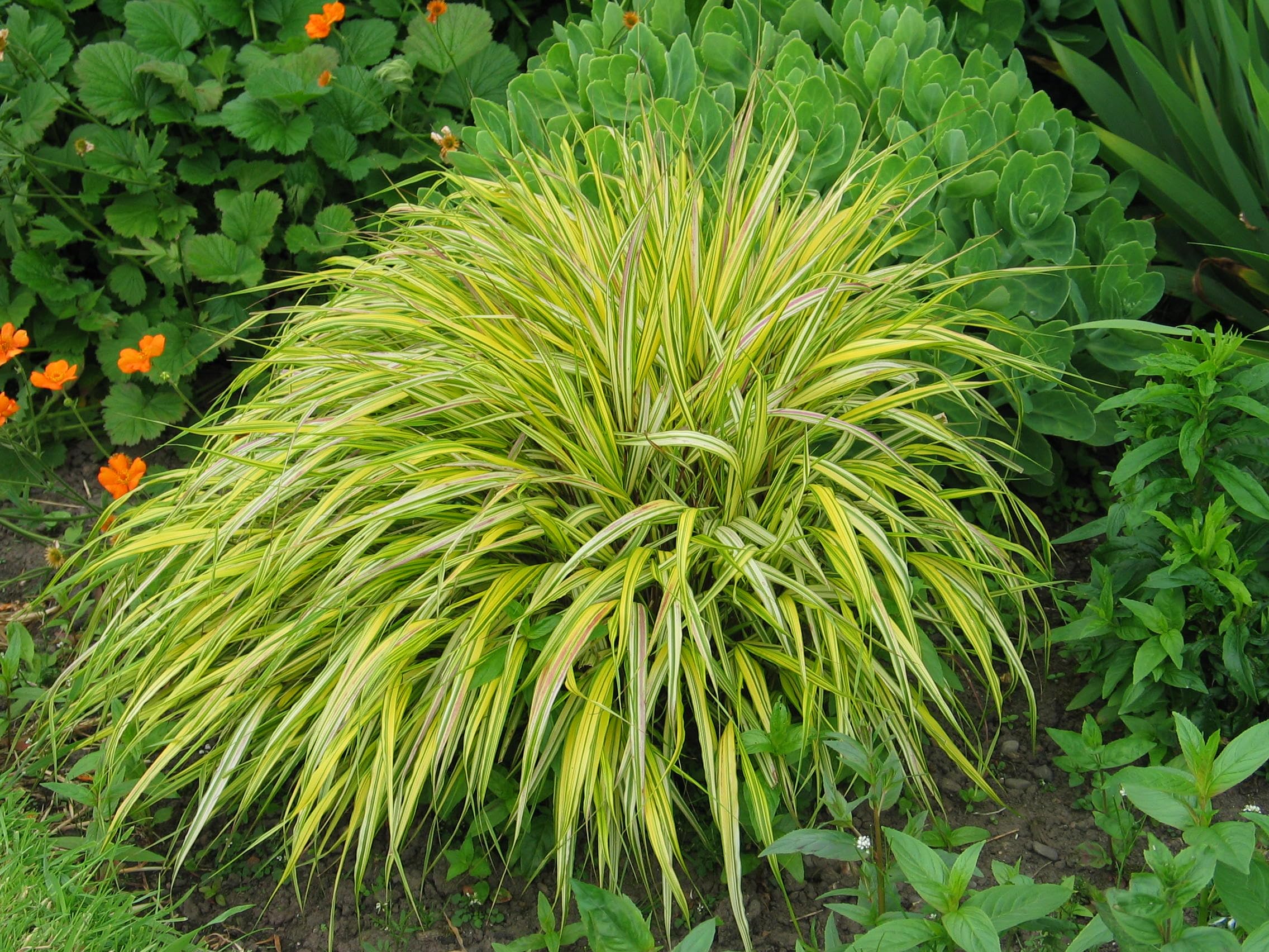 Amazon｜『風知草（フウチソウ）』斑入り葉4.5号鉢植え｜観葉