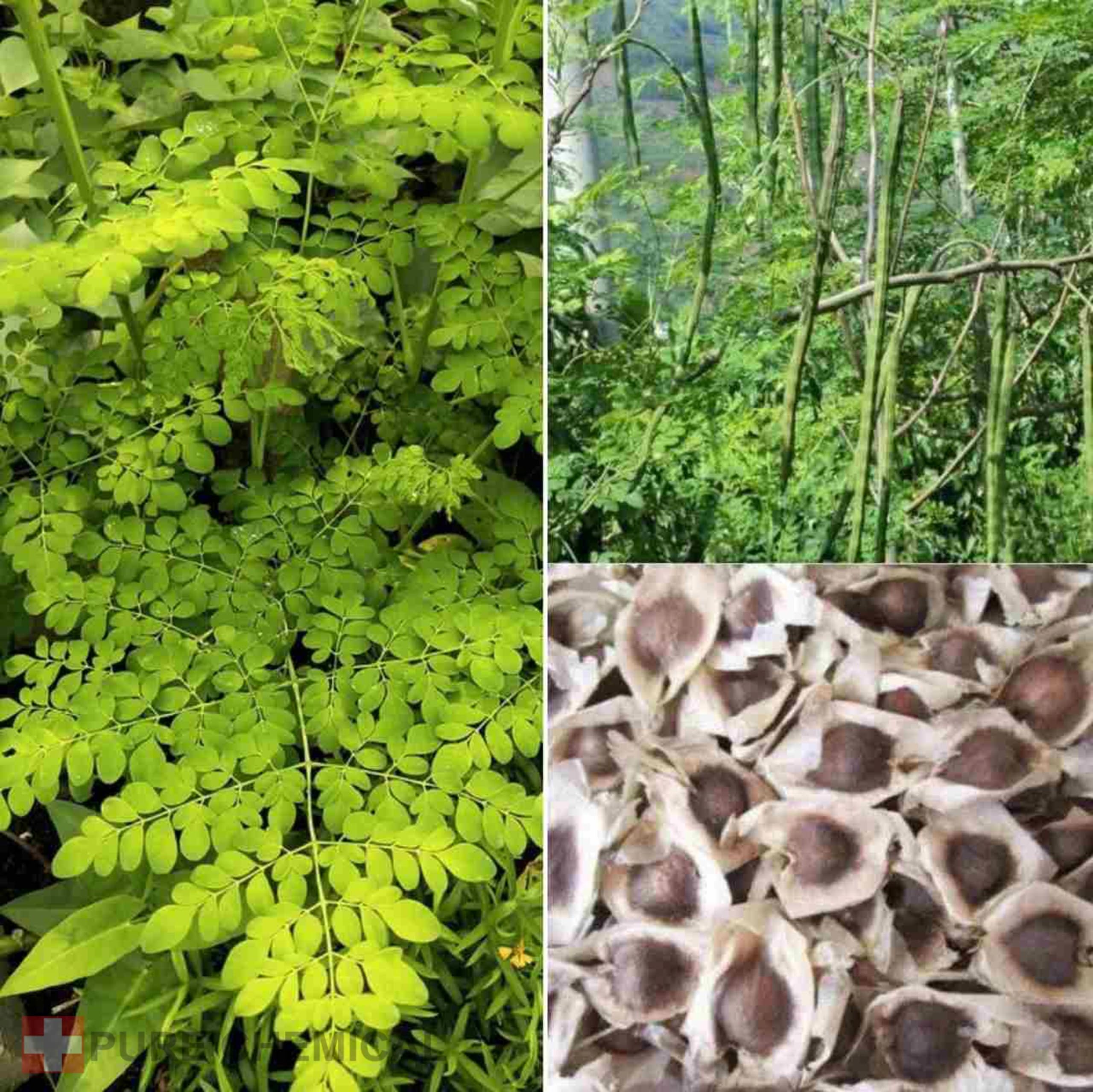 CHOSA Olio di Moringa 1L con Dispenser, Spremuto a Freddo, Non Raffinato, per Corpo Viso Capelli e Cosmetici Fai da Te
