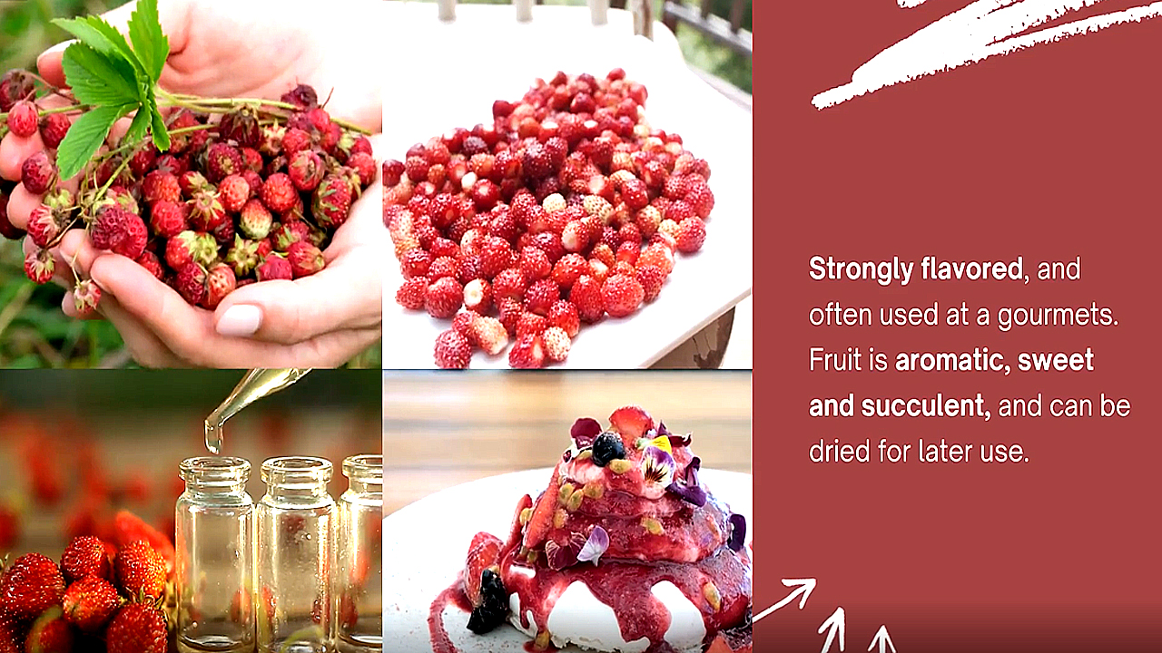 Amazon.com : Big Pack - (5,000) Wild Strawberry, Fragaria vesca