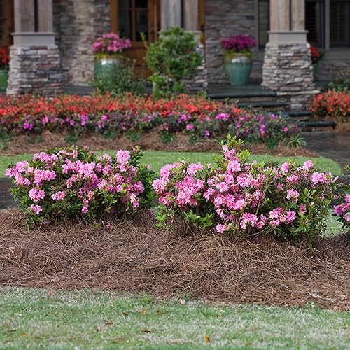 Miniatura 4 de Encore Azalea Arbusto de azalea de clavel otoñal de 1 galón