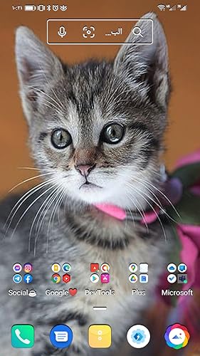 3D HD cats wallpapers