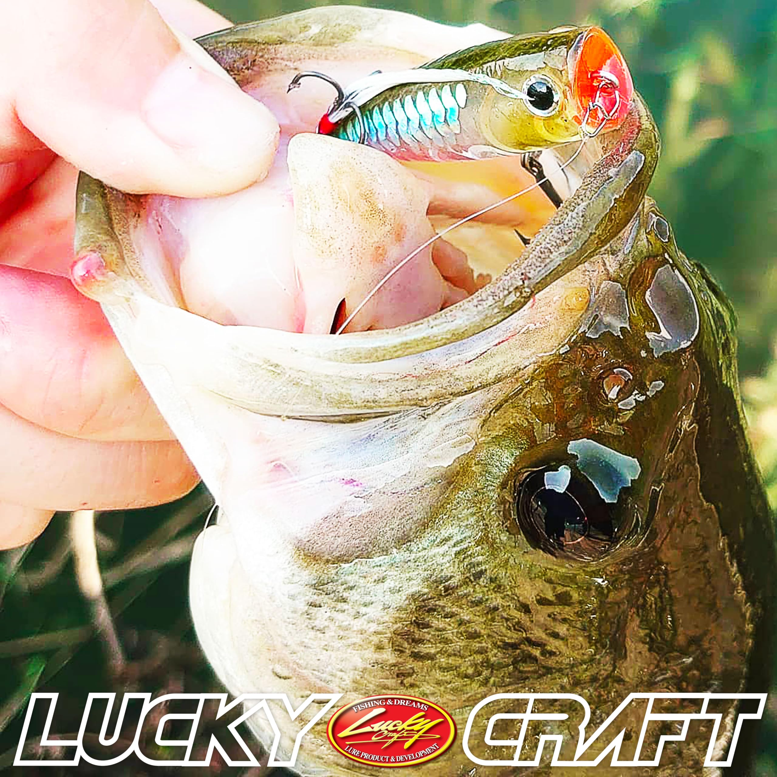 Amazon.co.jp: ラッキークラフト(LUCKY CRAFT)ベビーポッパー50