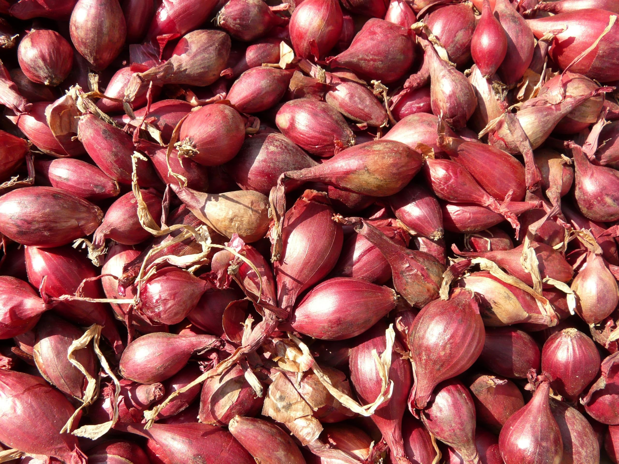 Shallots onion sambar onion Vegetable seeds Pack of 50 Seeds for Home & kitchen garden-image-13