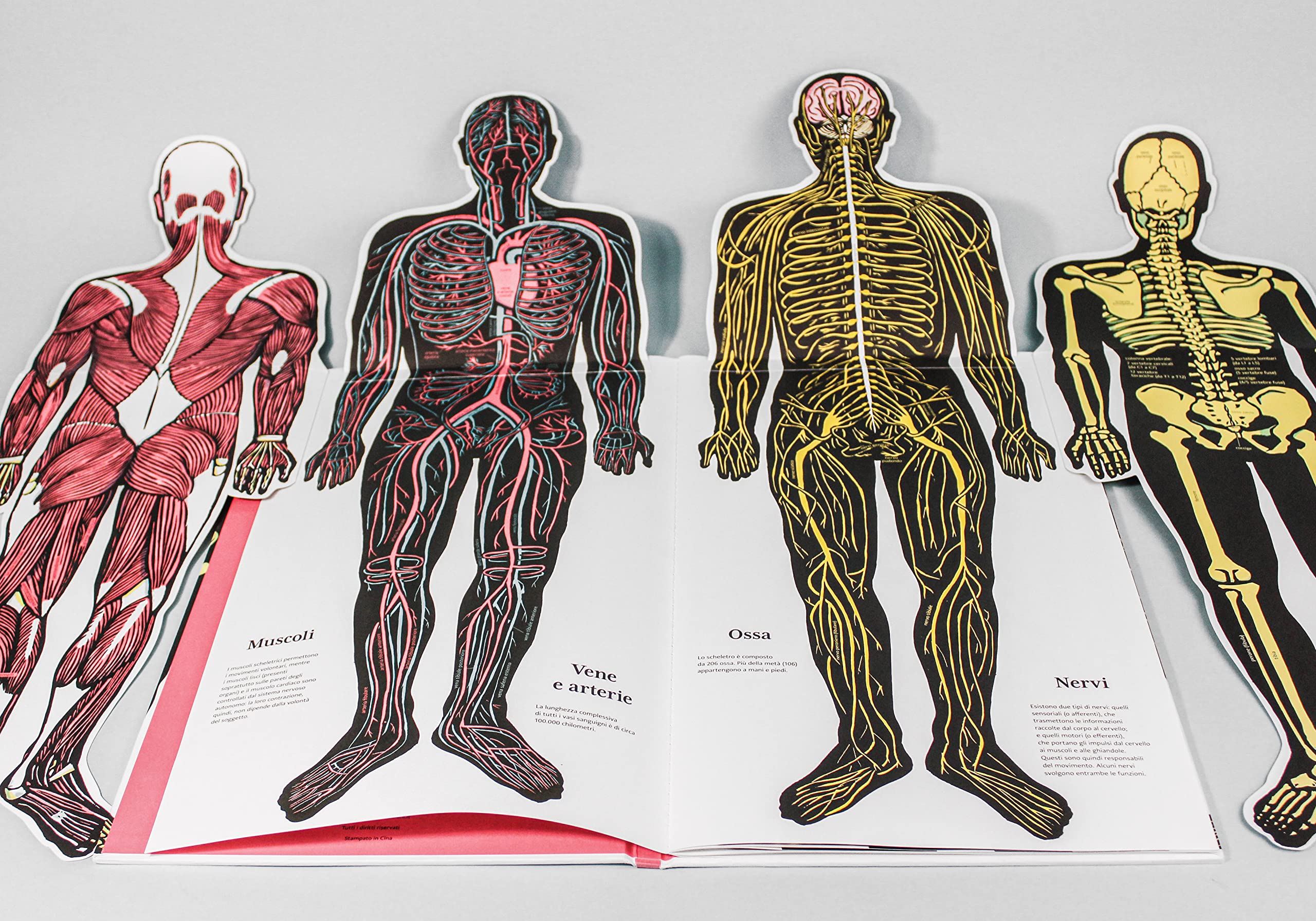 Il corpo umano. Ediz. a colori