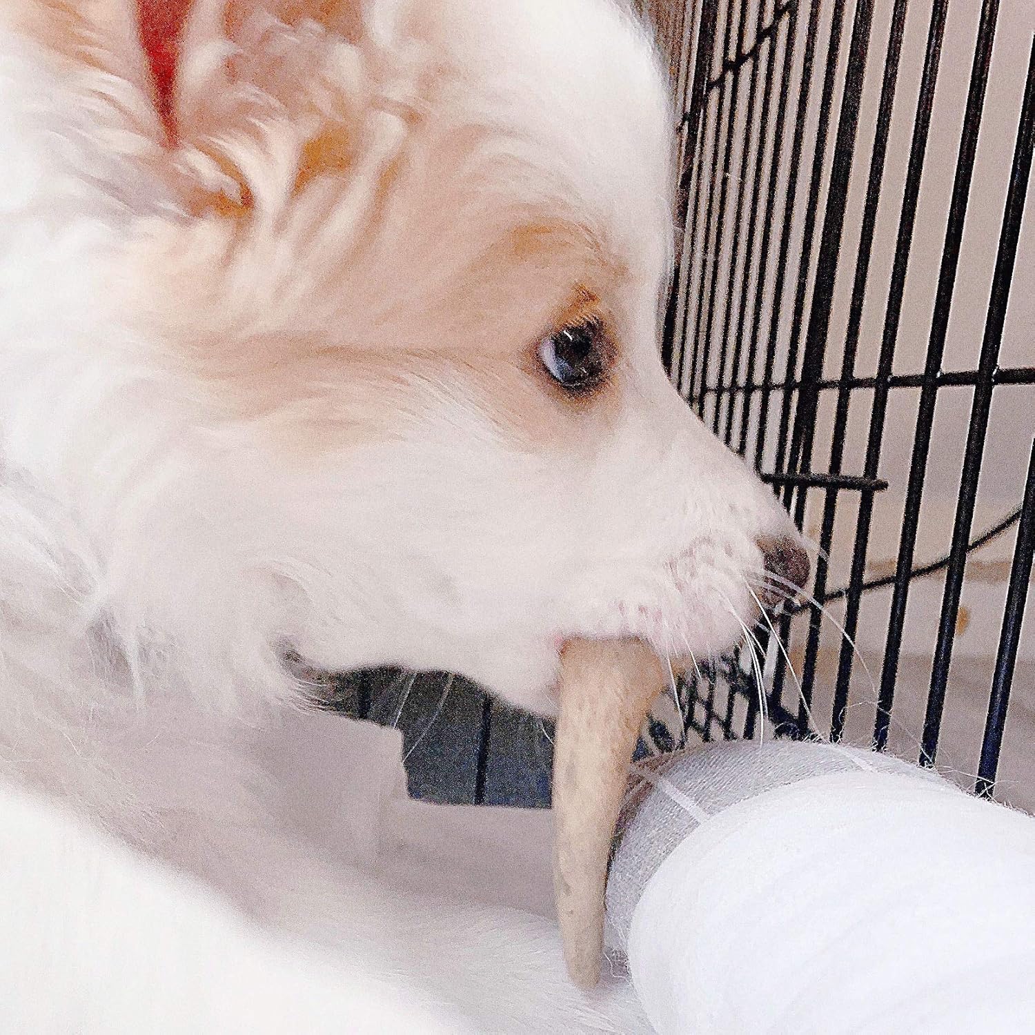Perfect Pet Chews - Elk Antler Dog Chew - Grade A, All Natural, Organic, and Long Lasting Treats - Made from Naturally Shed Antlers in The USA (A. Mini - Dog Weight Less Than 10 Lbs. 5 - Pack)