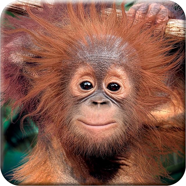 3D LiveLife Cork Coaster - Baby Orangutan from Deluxebase. Lenticular 3D Cork Monkey Coaster. Non-slip drinks mat with original artwork licensed from renowned artist, David Penfound