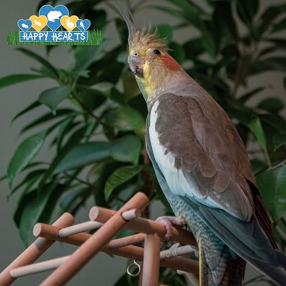 Happy Hearts Total Blend Cockatiel Mix (5 Pounds)