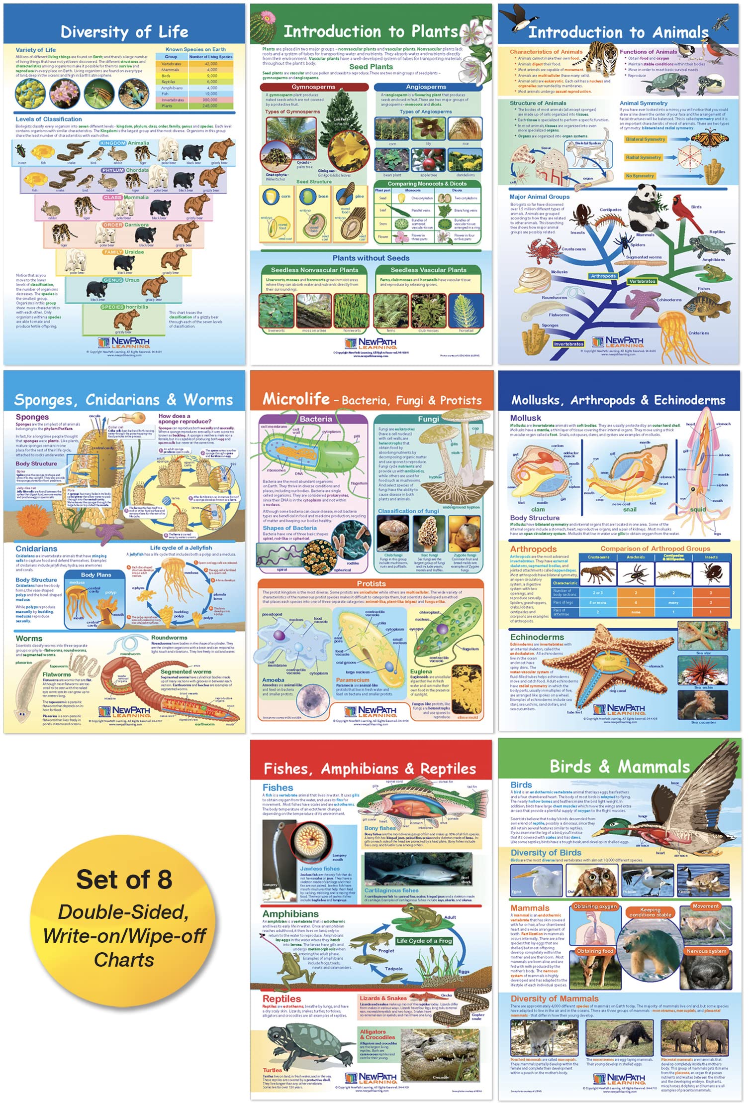 NewPath Learning Diversity of Life Bulletin Board Charts, Set/8 - Laminated, Double-Sided, Full-Color, 12" x 18" (94-7004)