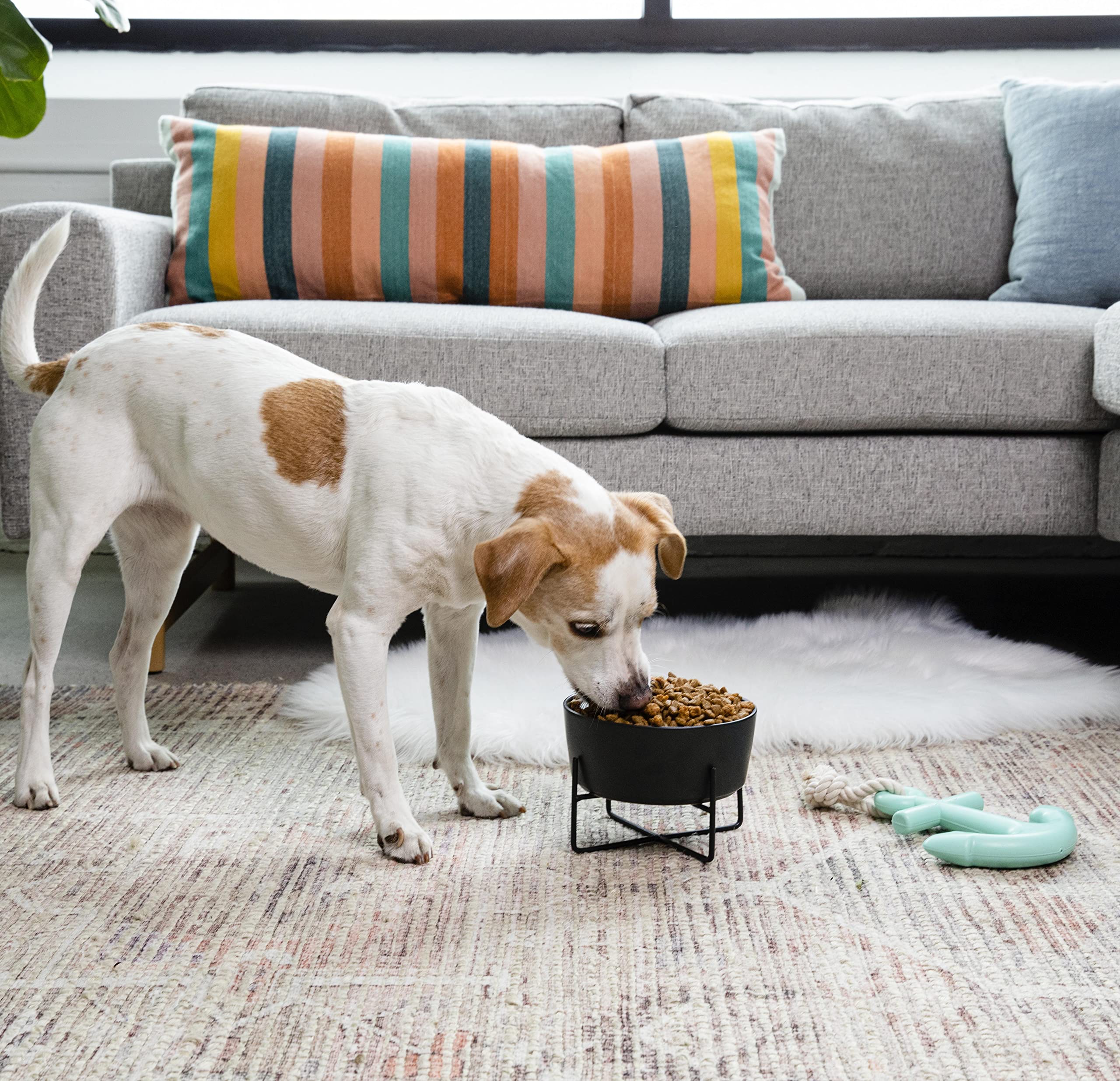 Waggo Soporte simple para cuenco y cuenco para perro macizo, soporte de hierro individual con alimentador de cerámica individual o cuenco de agua (mediano, blanco mate)