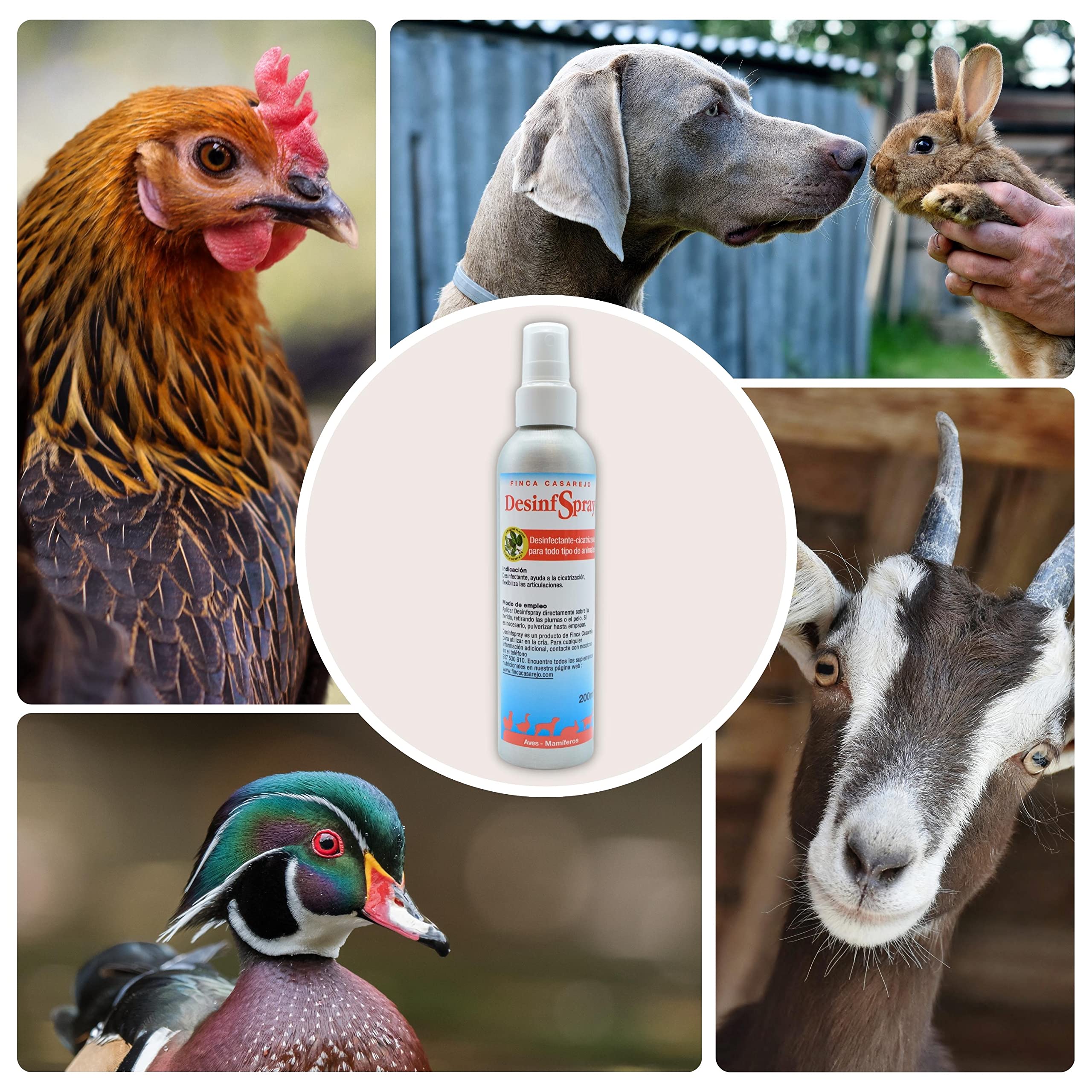FINCA CASAREJO DesinfSpray - Spray 100% Natural para Las heridas de los Animales - Cura heridas en mamíferos y Aves - Mejora la Movilidad de Las articulaciones - Olor Agradable - 200ml