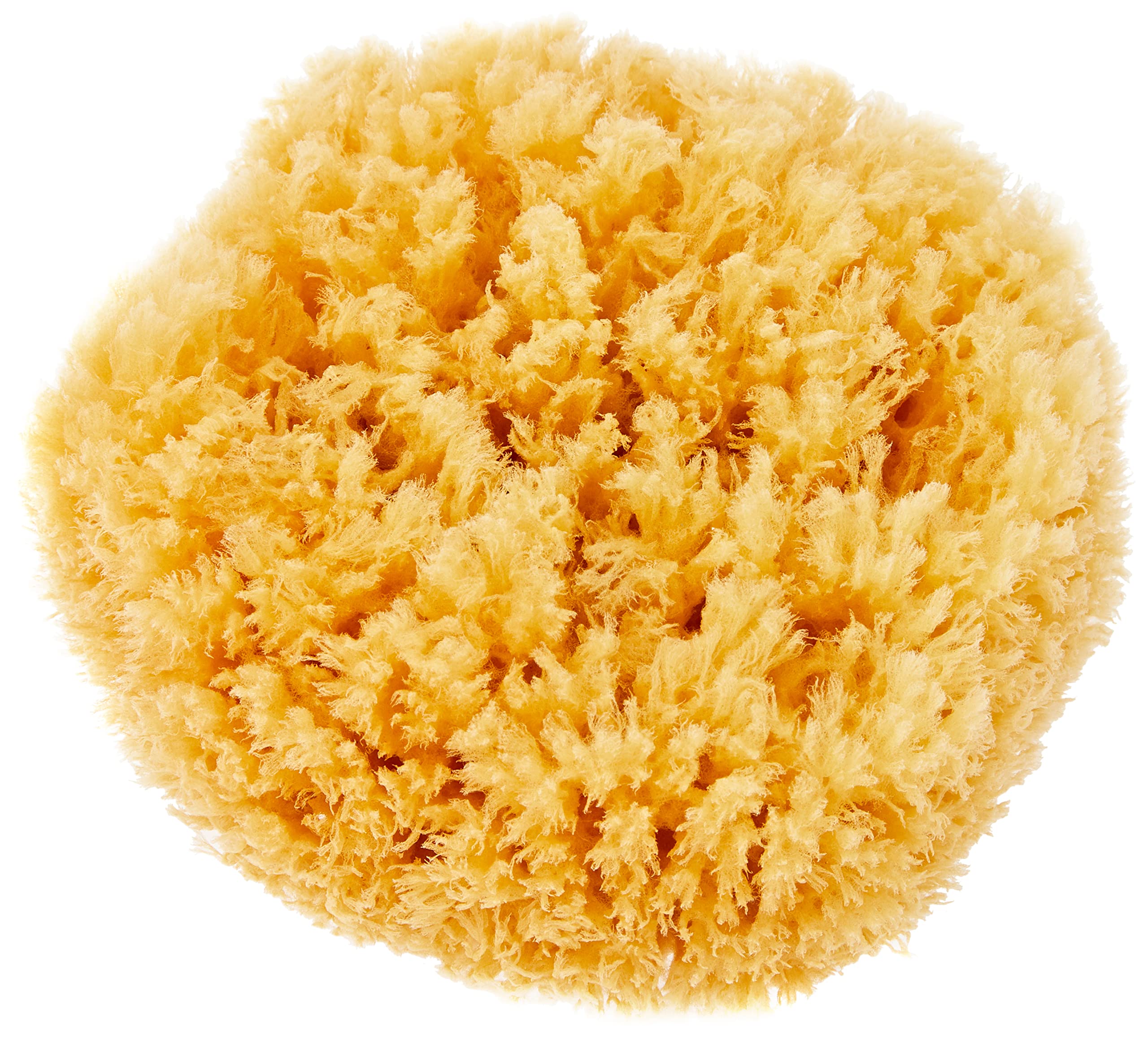 Croll & Denecke P180 - Esponja Natural del mar Mediterráneo, 18 cm