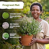 Vista 4 de KVITER 500 semillas de tomillo limón para plantar (Thymus Pulegioides) – semillas de tomillo rastrero silvestre como cobertura de suelo, planta