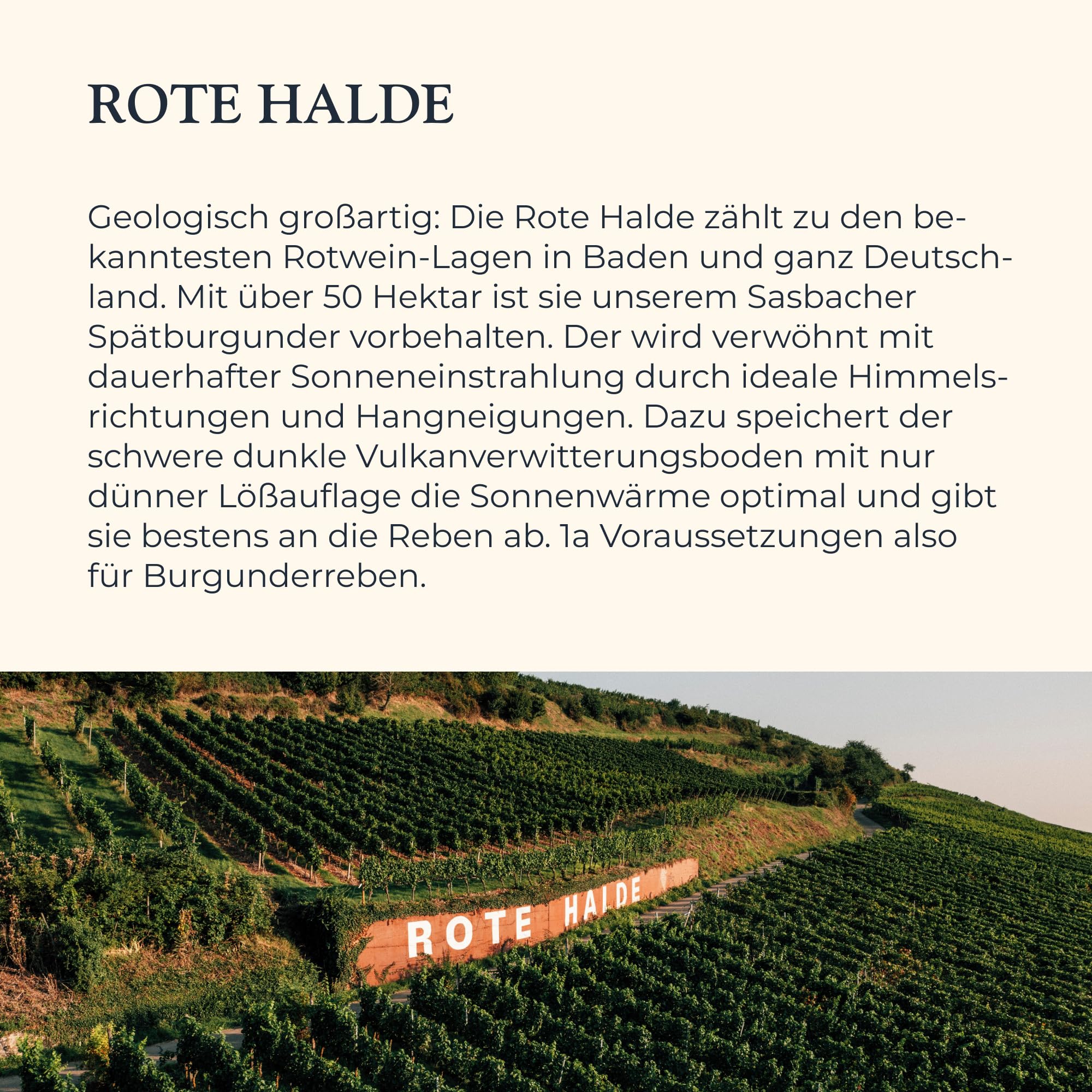 Sasbacher Spätburgunder Falstaff-Paket, Rotwein trocken 3x0,75 l | Spätburgunder Barrique Spätlese, Jäger-Wein QbA & Edition Orchidea Spätlese trocken, Falstaff prämierte Weine, Rote Halde