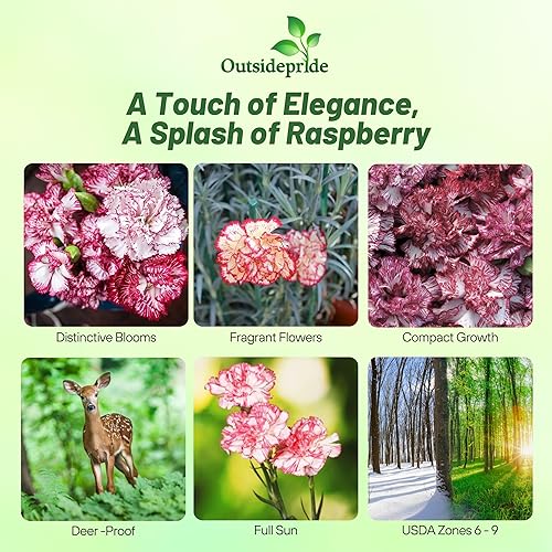Miniatura 2 de Outsidepride Dianthus Caryophyllus Carnation Raspberry Ripple Cut Flower GardenPlant Semillas