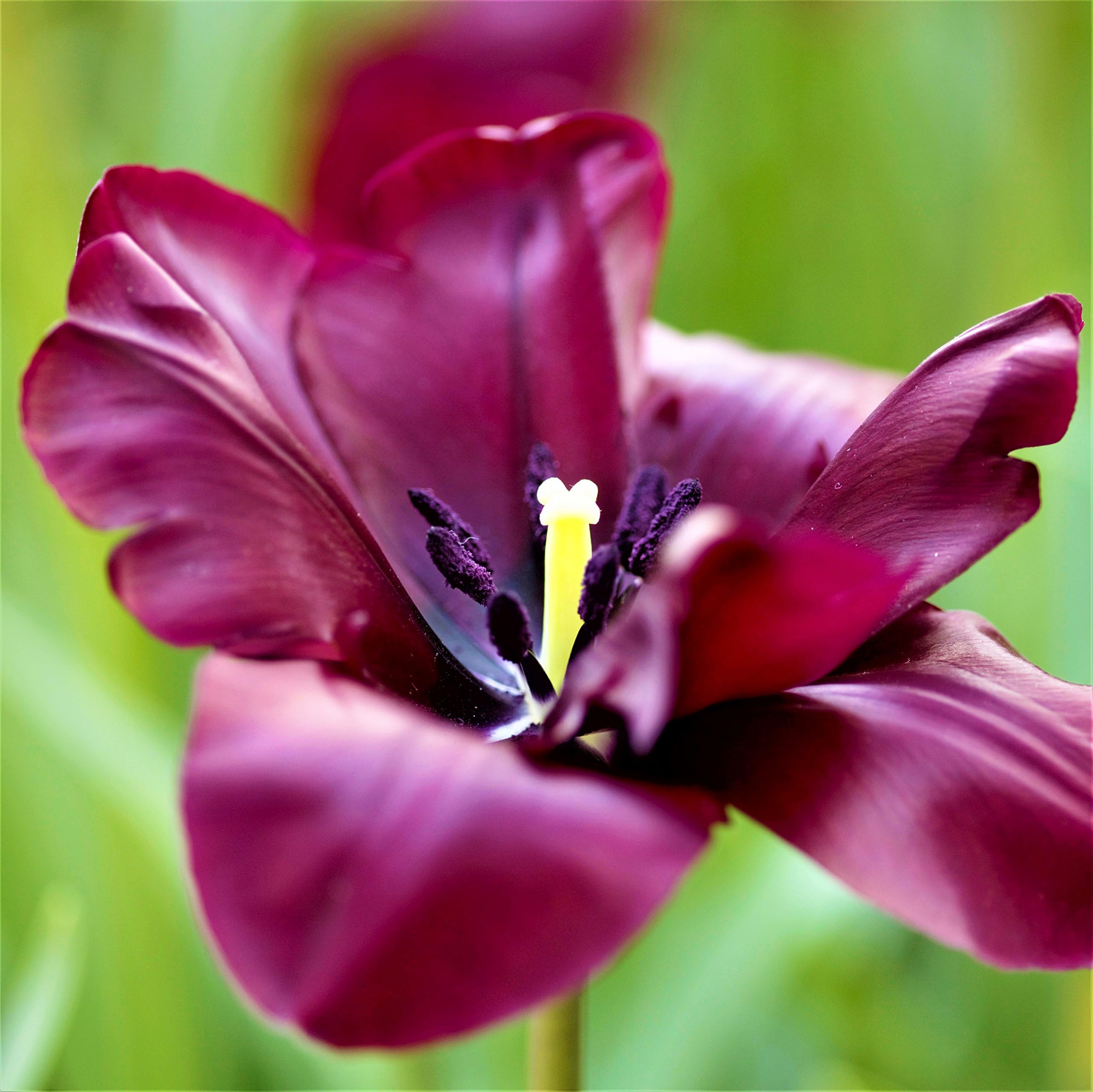 Easy to Grow Tulip 'Queen of Night' Plant Bulbs (10 pack) - Dark Purple Single Type Flowering Blooms in Spring Gardens