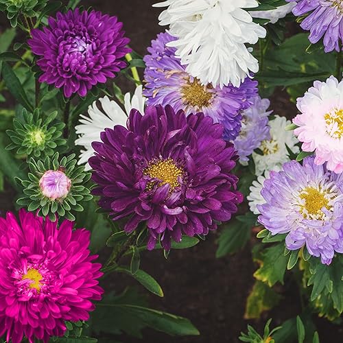 Miniatura 2 de The Old Farmer's Almanac Aster Seeds (mezcla de polvo) - Aproximadamente 360 semillas de flores - Premium sin OMG, polinizado abierto, origen