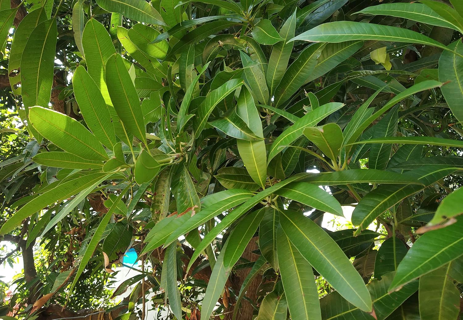 Generic Darmika Mango Leaves for Diabetes Care and Pooja Amazon.in