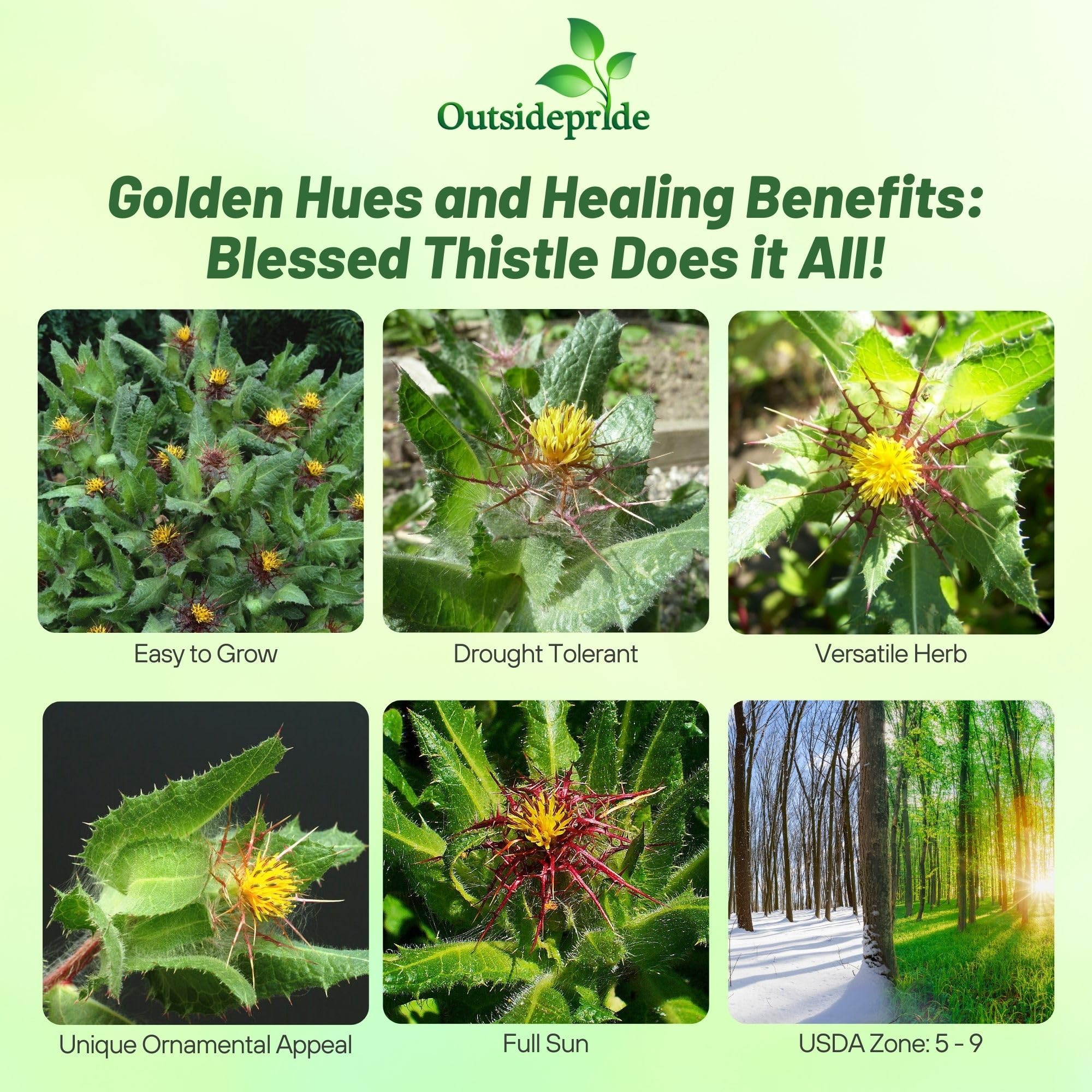 Amazon.com : Outsidepride Blessed Thistle Seeds - 200 Pcs Annual,  Sun-Loving & Self-Seeding, Herb Seeds for Planting w/Edible Spiny Foliage &  Vibrant Thistle Head Yellow Blooms, Ideal for Garden Landscaping : Patio,