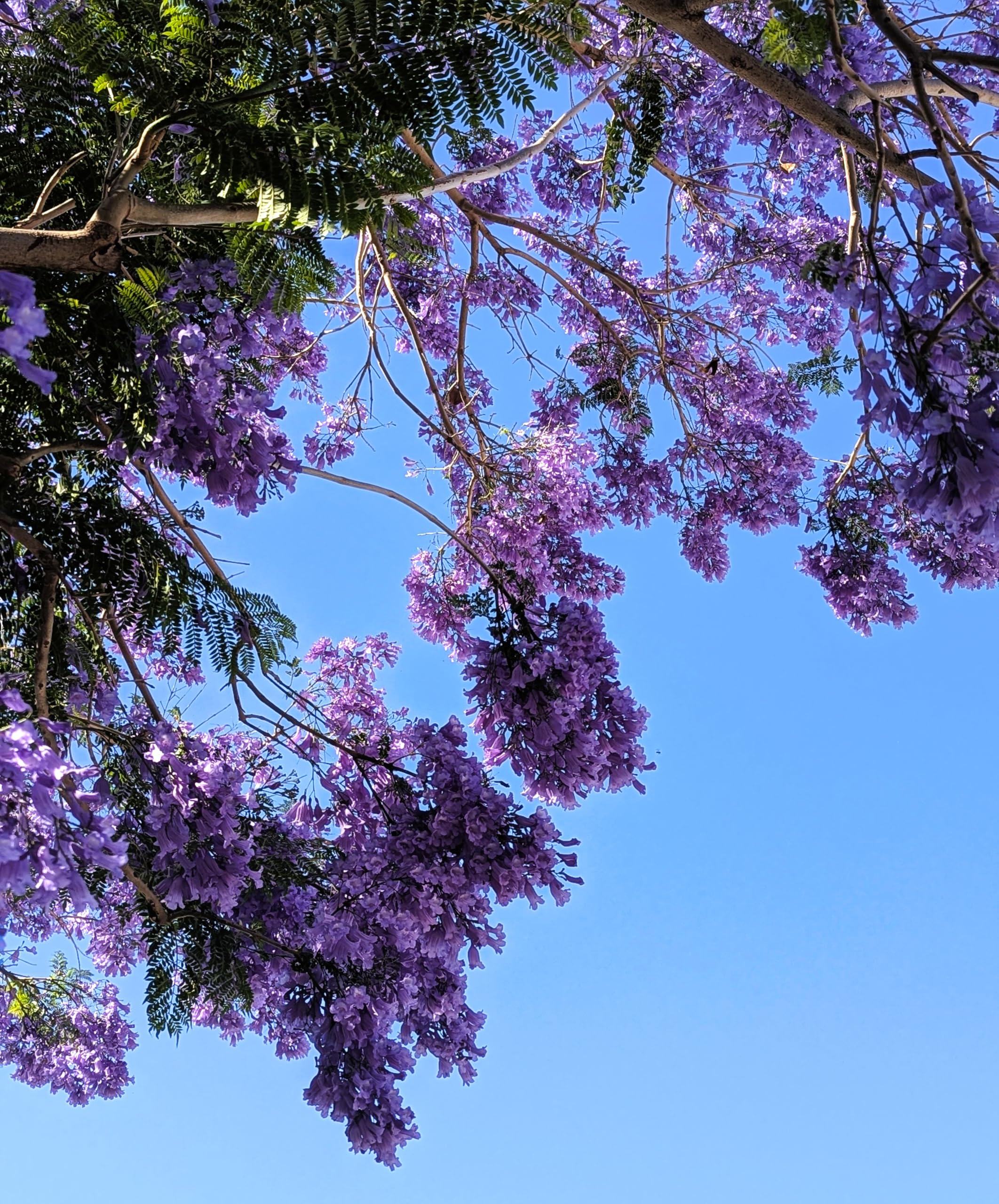 30 Semillas de Jacaranda (Jacaranda Mimosifolia)