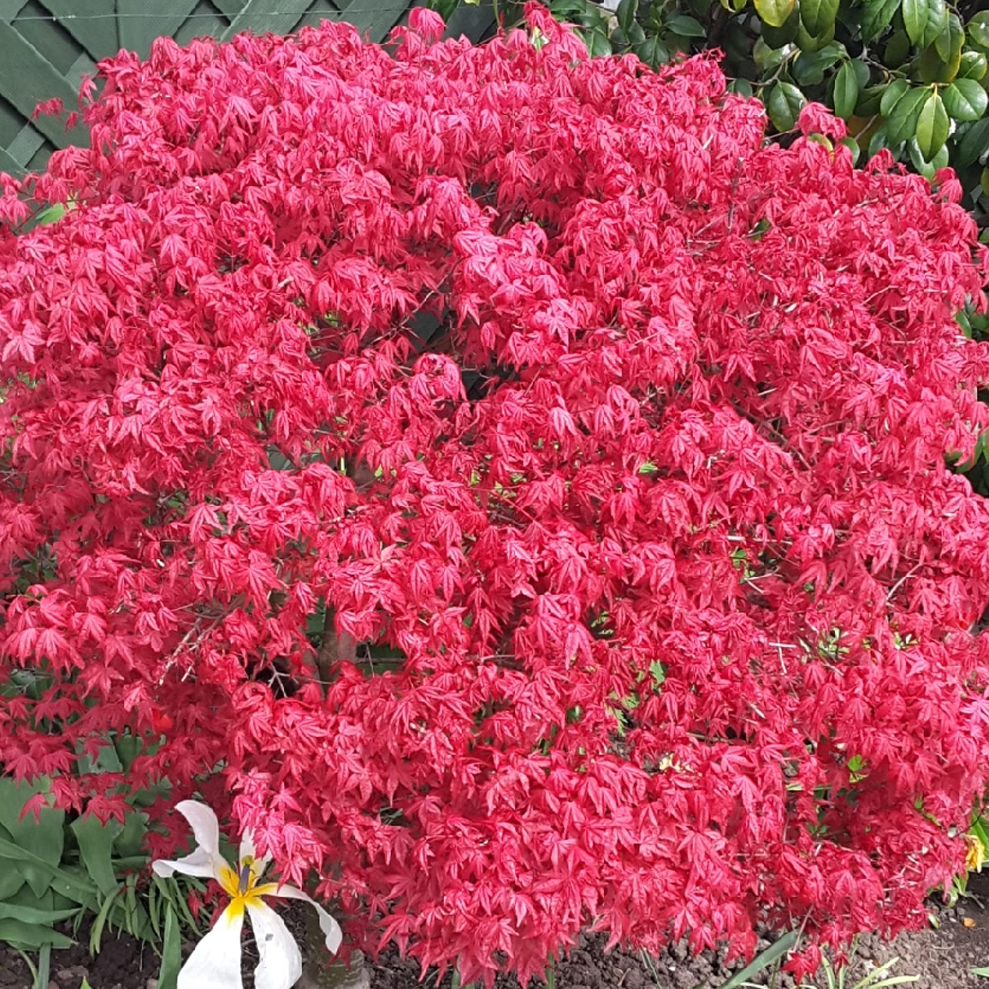 Acer palmatum "Beni Maiko" | Érable du Japon Plante de jardin à feuilles caduques Arbuste en pot