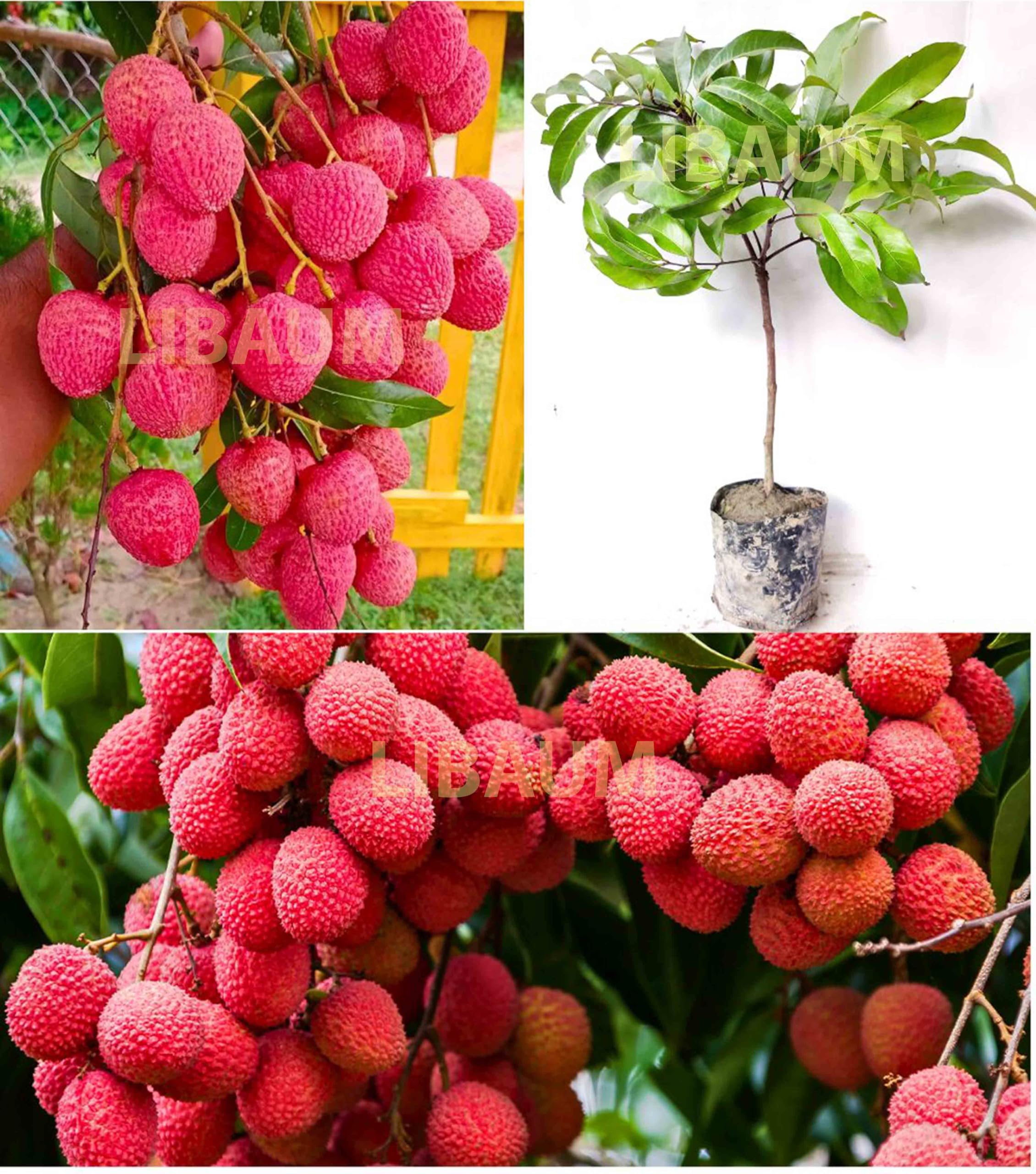LIBAUM Muzaffarpur Shahi Litchi Fruit Live Plant | Lichi | Lychee | Lichu | Air Layered - Hybrid | High-Yield - Sweet Fruiting Tree For Home Garden (1-2 Feet Height 1 Leechi Plant in Poly Bag)