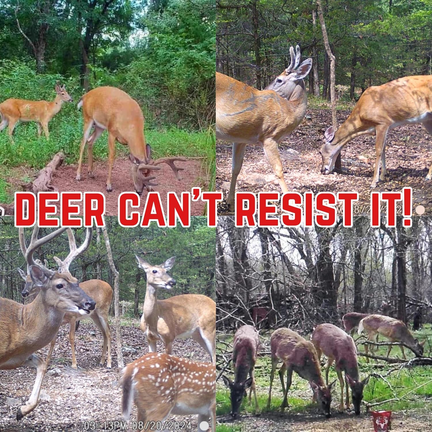 Lick'Em Stick'Em Deer Attractant | Natural Long-Lasting Powder for Year-Round Hunting and Wildlife Tracking | Nutrient-Rich Deer Lure | 4lb Bag