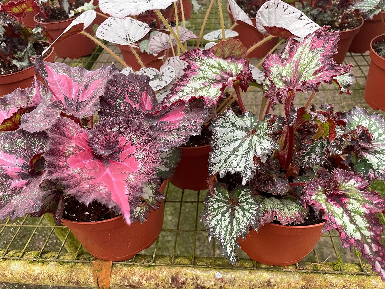BubbleBlooms Harmony's Large Begonia Variety Assortment, 3 Different Begonia Rex in a 6 inch Pot, Begonia rex