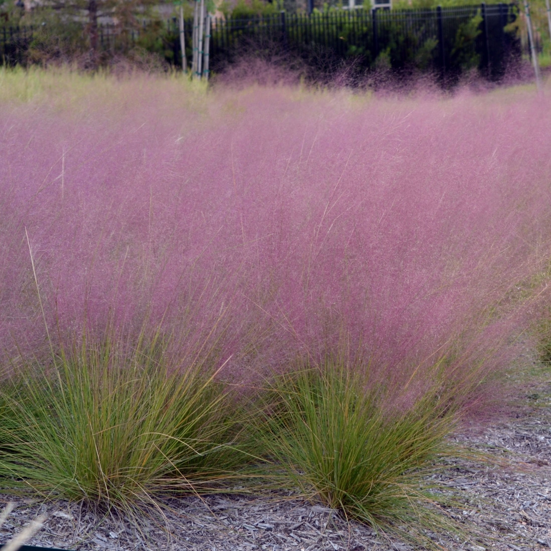 Outsidepride Pink Muhly Ornamental Grass Plant Seeds 50 Seeds Buy