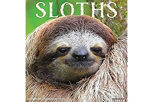 Sloths 2024 Calendar: An Adorable Journey Through the Year
