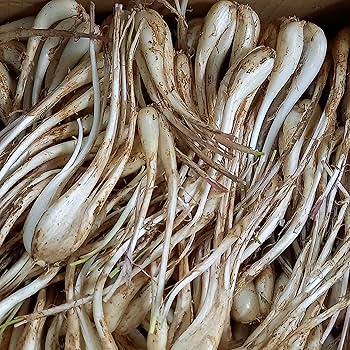 Amazon.co.jp: 沖縄伊江島産の島らっきょう 5kg : 食品・飲料・お酒