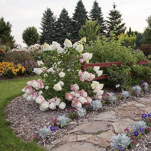 Miniatura 4 de Arbusto de hortensias de vainilla y fresa de 3 galones