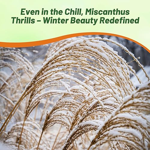 Miniatura 7 de Outsidepride - 500 semillas de la hierba ornamental perenne Miscanthus Sinensis Early Hybrids Chinese Silver Grass para sembrar